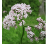 Валериана лекарственная (25 шт.) / Valeriana officinalis